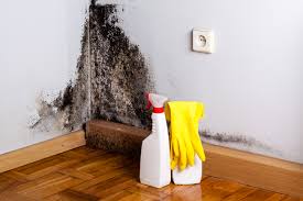 Best Mold Damage Restoration  in East Peoria, IL